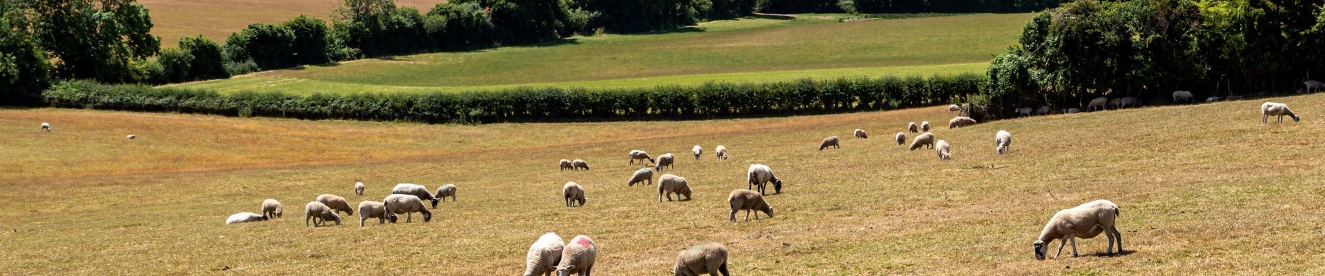 A rural Isle of Wight farm landscape