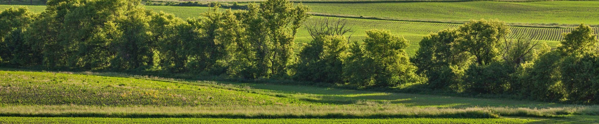 Fields of young corn near a farm on rolling hills