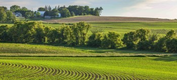 Fields of young corn near a farm on rolling hills
