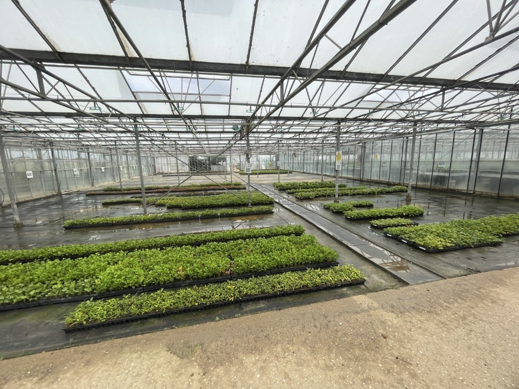 Glasshouse internal   Rookery Farm Holbeach St Johns Spalding   Eddisons Lincoln   October 2025